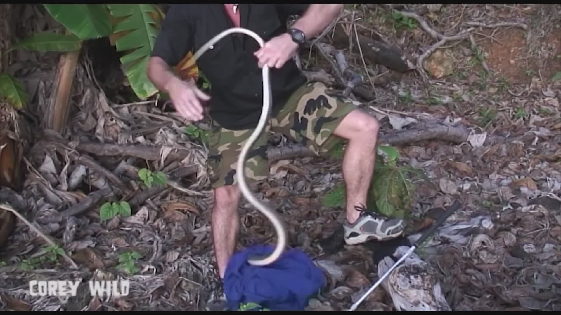 Rescuing a snake from a resort room in Thailand