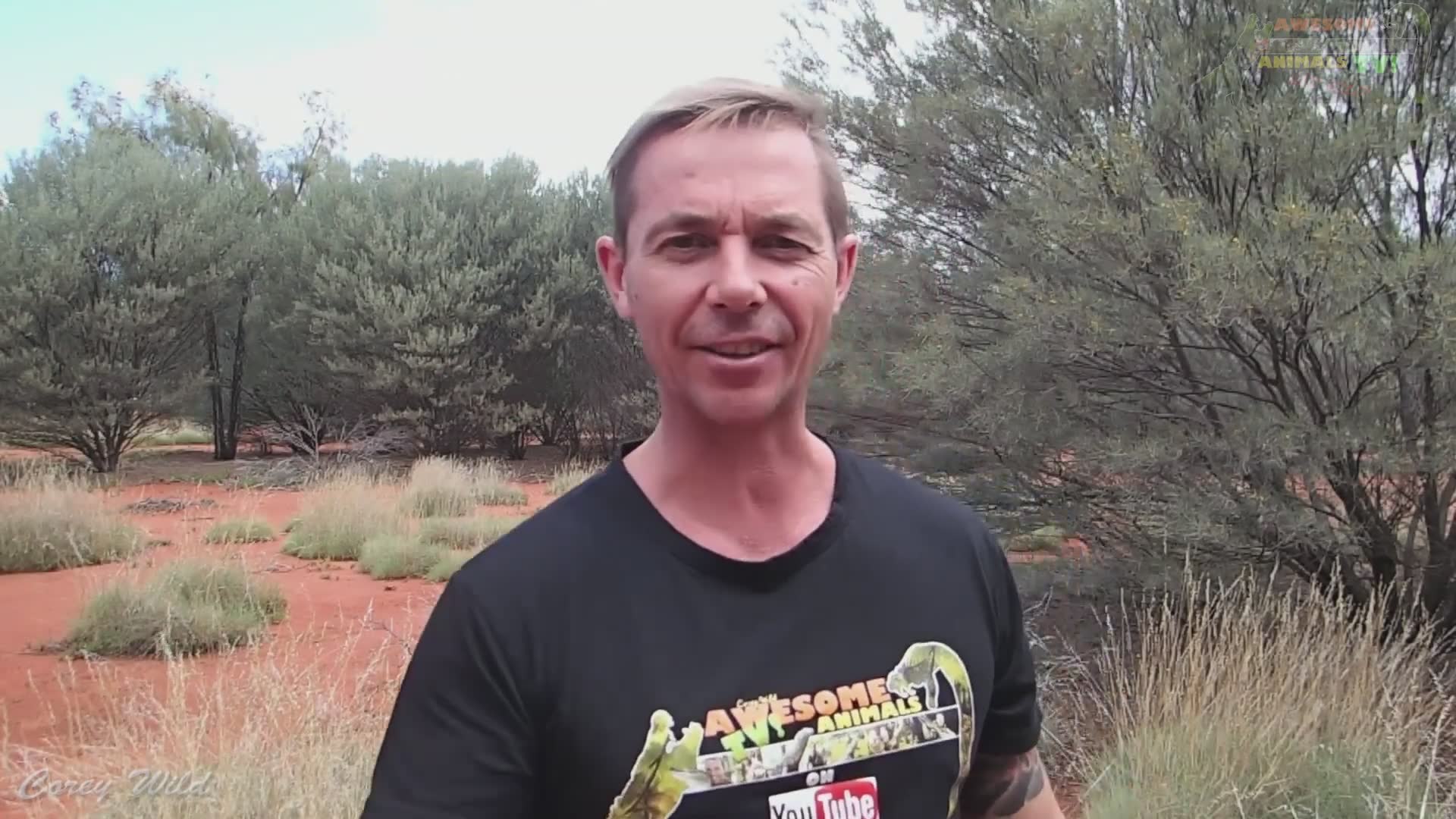 Murder hornets USA | Murder hornet sting first aid with 10 things you need to know